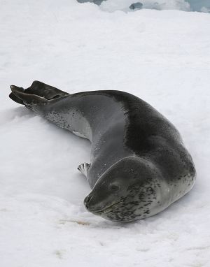 Leopard seal 2.jpg